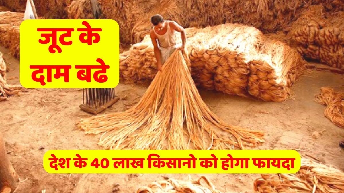 Jute Prices Increased
