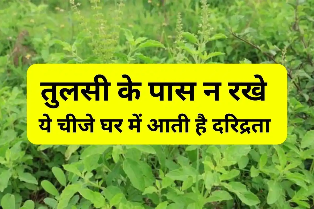 Tulsi Tree vastu tips