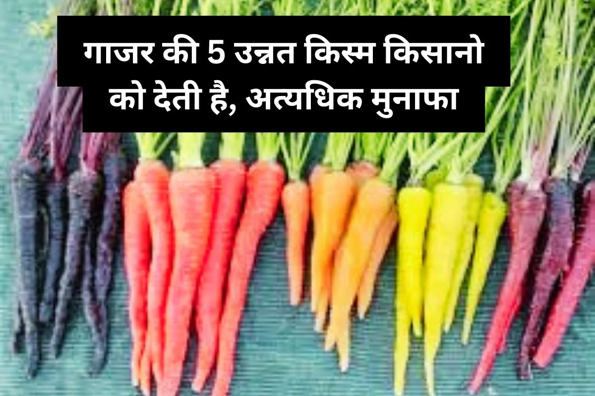 Improved Varieties Of Carrots