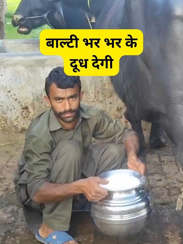 Bhains Ka Doodh Badhane Ka Tarika