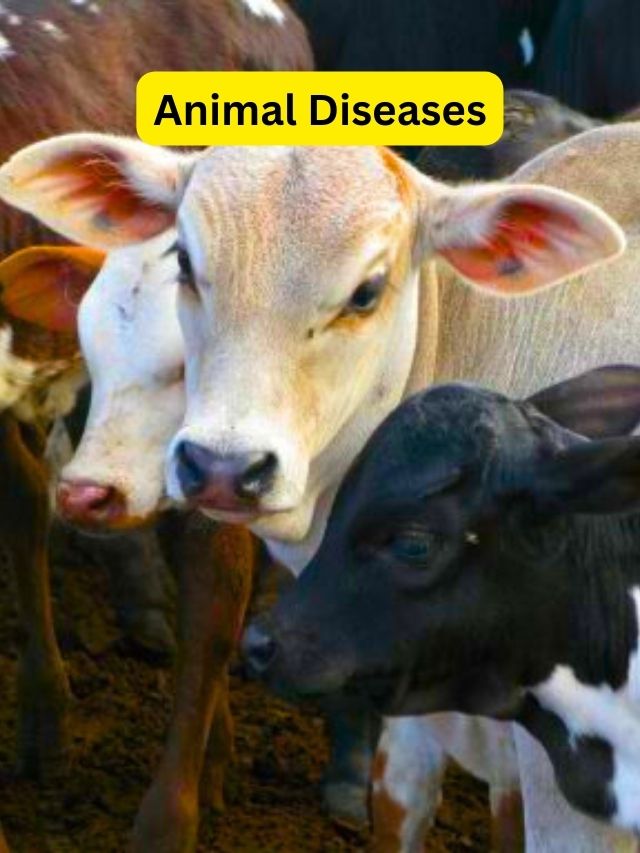 animal diseases