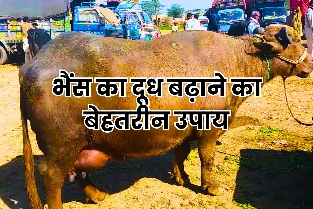 bhains-ka-doodh-kaise-badhay