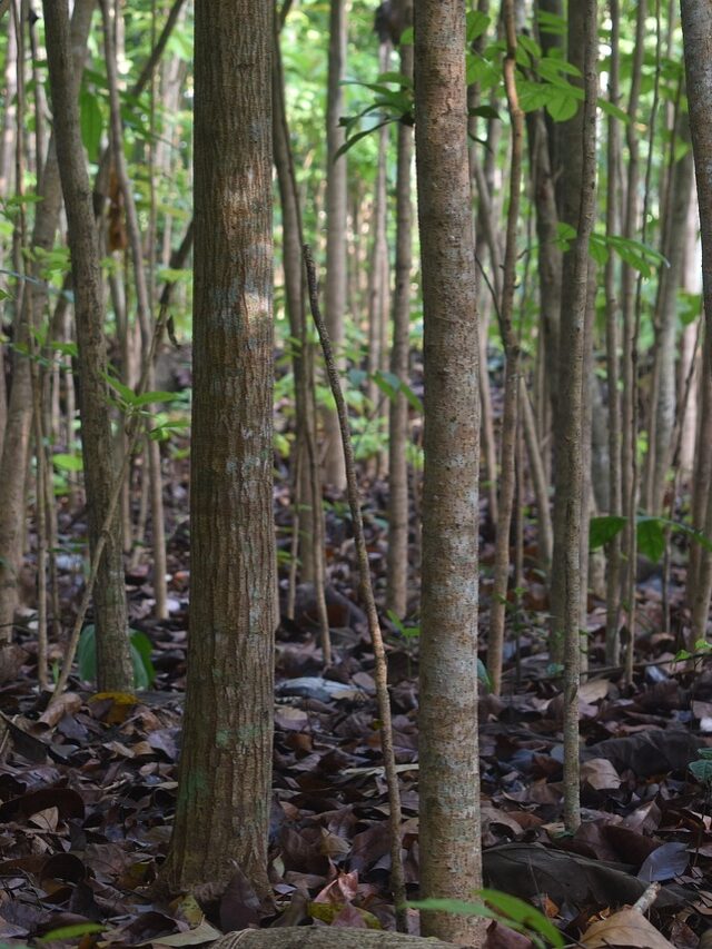 Mahogany Ki Kheti