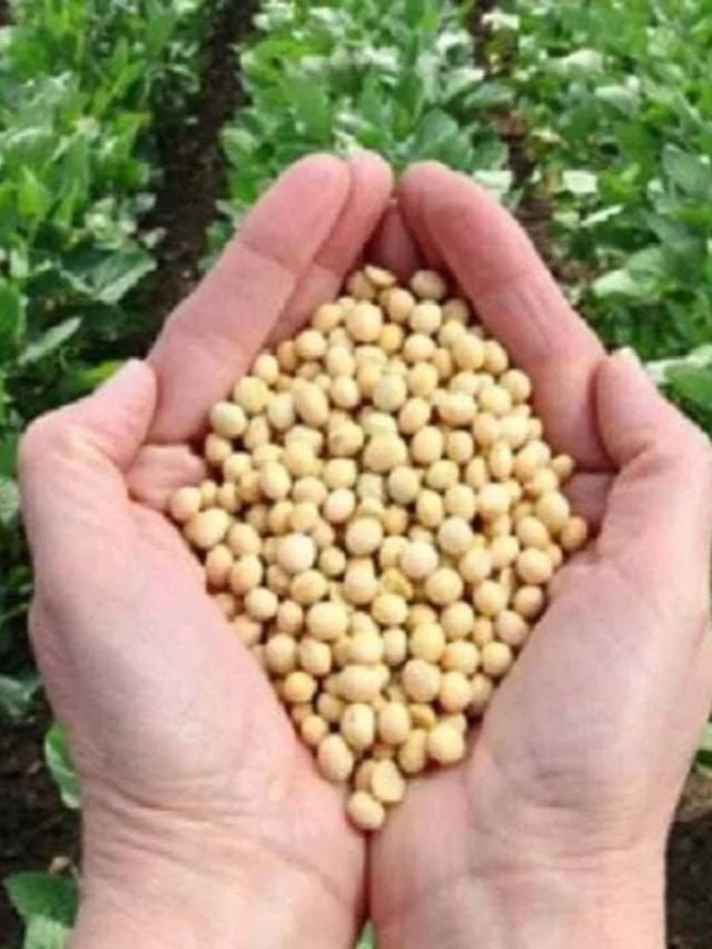 improved-soybean-varieties