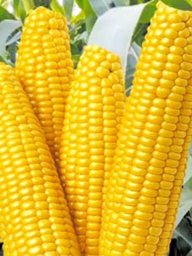 maize thriving varieties