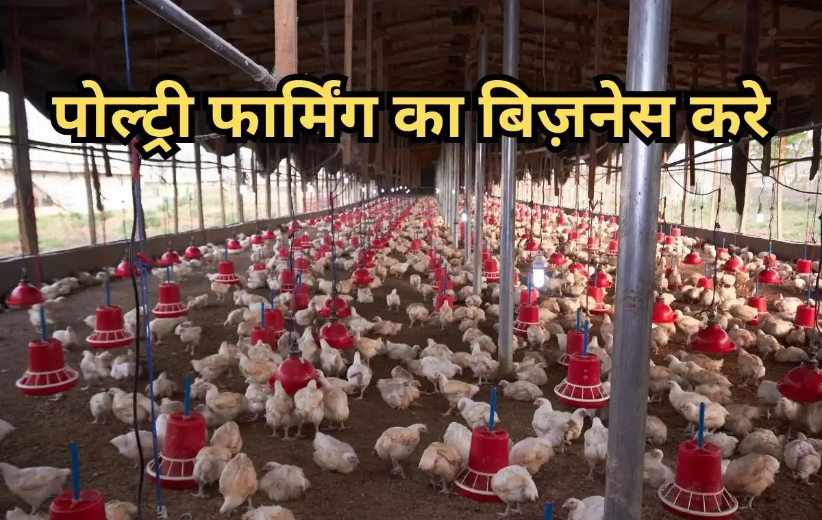 poultry farming