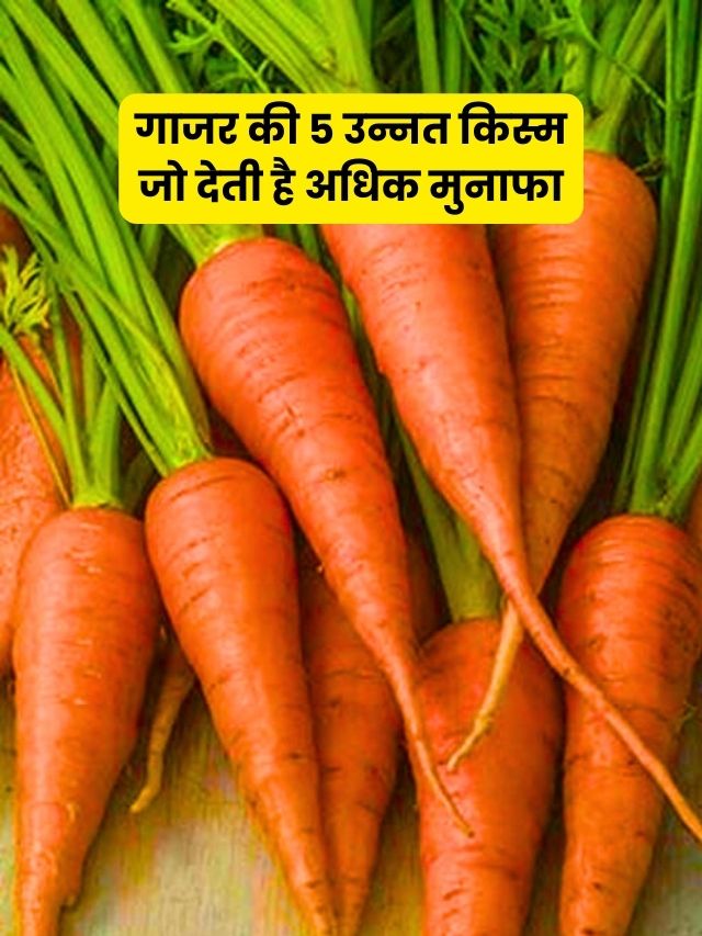 varieties of carrots