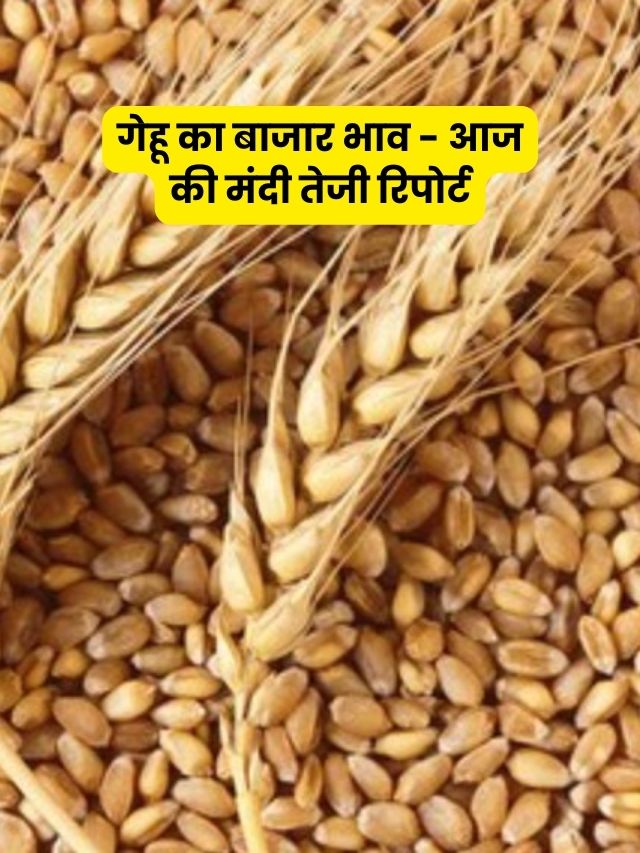 wheat mandi rate today