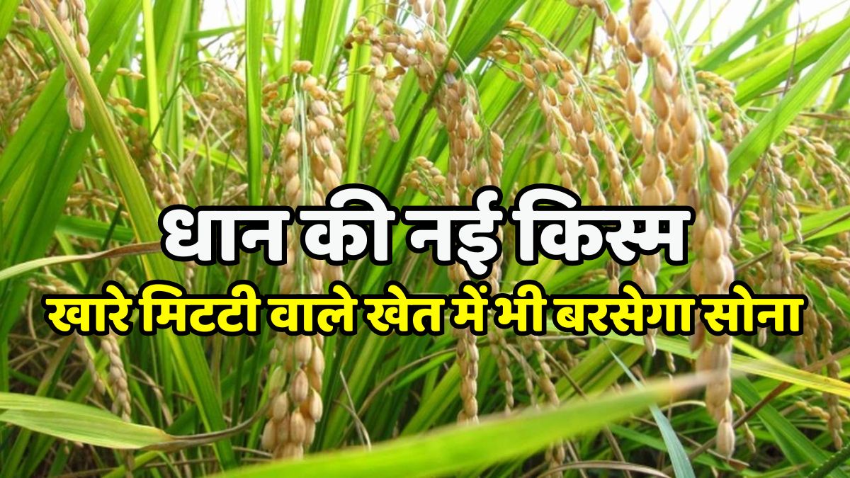 Paddy Farming: New variety of paddy, will rain gold even in fields with saline soil.